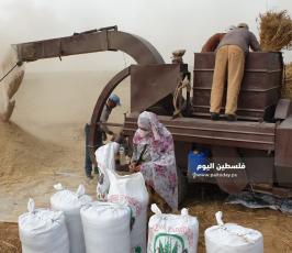 حصاد القمح (23).jpg