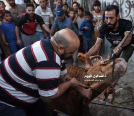 اضاحي2109 ‫(1)‬.jpg
