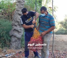 جني ثمار البلح في دير البلح (10).jpg