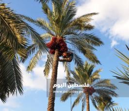 جني ثمار البلح في دير البلح (28).jpg
