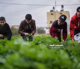 خبيزة ‫(290158010)‬ ‫‬.jpg