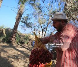موسم قطف ثمار البلح فى غزة ‫(38928899)‬ ‫‬.JPG