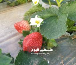 فراولة غزة6.jpg