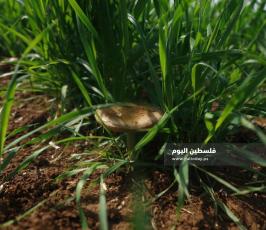 الفطر البري  (3).jpg