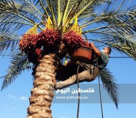 جني ثمار البلح في دير البلح (17).jpg