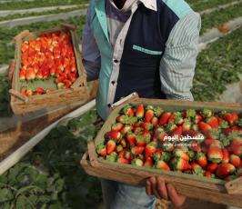 فراولة  (18).jpg