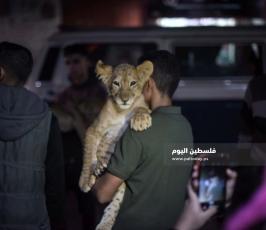 اسد1 ‫(322583032)‬ ‫‬.jpg