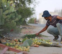 قطف اصبر ‫(43057665)‬ ‫‬.JPG