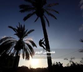 جني ثمار البلح في دير البلح (29).jpg