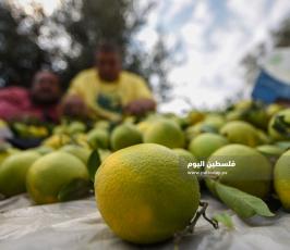 قطف حمضيات  ‫(65330712)‬ ‫‬.jpg