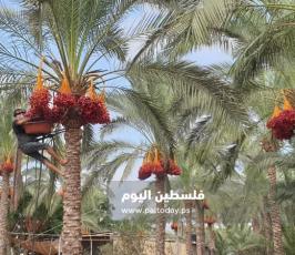 ثمار البلح (15).jpg