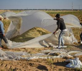 جنى العدس ‫(224350096)‬ ‫‬.jpg