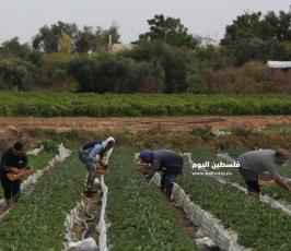 فراولة  (3).jpg