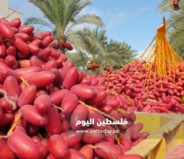 ثمار البلح (18).jpg