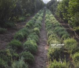  زراعة الزعتر بغزة ‫(39059972)‬ ‫‬.jpeg