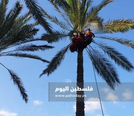 جني ثمار البلح في دير البلح (14).jpg