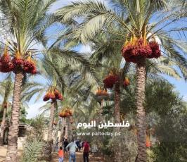 ثمار البلح (3).jpg