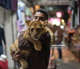 اسد1 ‫(322583029)‬ ‫‬.jpg