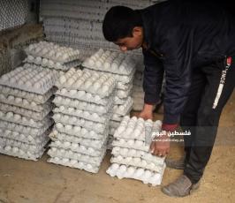 مزارع بيض ‫(1)‬.jpg