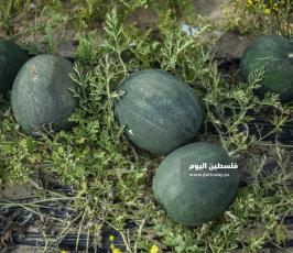 بطيخ ‫(222794306)‬ ‫‬.jpg