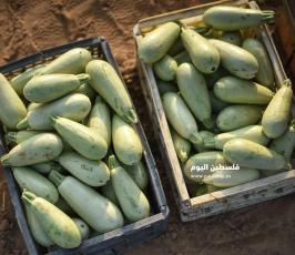 كوسا ‫(273277243)‬ ‫‬.jpg