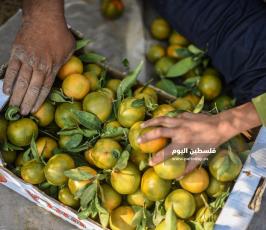 قطف حمضيات  ‫(65330700)‬ ‫‬.jpg