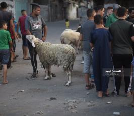 سوق المواشي 5.jpg