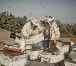  جني العسل الربيعي فى جنوب قطاع غزة ‫(42729993)‬ ‫‬.jpeg
