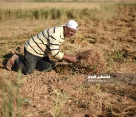 جنى العدس ‫(1)‬ ‫‬.jpg