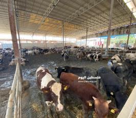 مزارع العجول بغزة  (8).jpeg