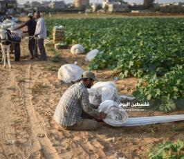 كوسا ‫(1)‬.jpg