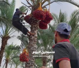 ثمار البلح (12).jpg