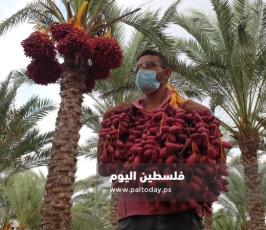 ثمار البلح (5).jpg