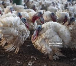 مزارع حبش ‫(166361631)‬ ‫‬.jpg