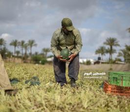 بطيخ ‫(222794292)‬ ‫‬.jpg
