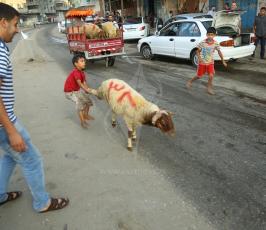 ذبح الأضاحي  (3).JPG