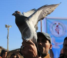  سباق للحمام الزاجل في ميناء غزة  ‫(42336771)‬ ‫‬.JPG