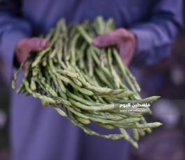 هليون ‫(290538168)‬ ‫‬.jpg