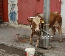 ذبح الاضاحي (8).JPG