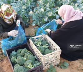 فتيات يزرعن البروكلي (19).jpeg