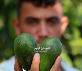قطف ثمار الافوكادو  (2).jpg