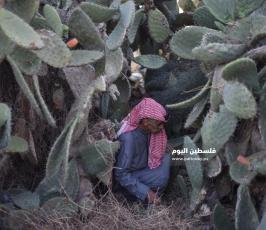 هليون ‫(1)‬ ‫‬.jpg