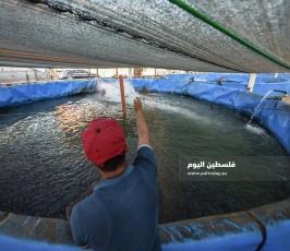 سمك ‫(342463673)‬ ‫‬.jpg