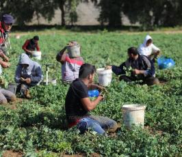 مزارعون فلسطينيون يحصدون البازلاء  ‫(44433931)‬ ‫‬.JPG