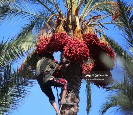 موسم قطف ثمار البلح فى غزة ‫(38928897)‬ ‫‬.JPG