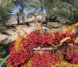 جني ثمار البلح في دير البلح (18).jpg