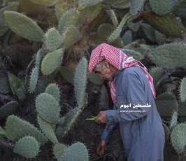 هليون ‫(290538170)‬ ‫‬.jpg