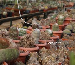 نبتة الصبار بألوان وأنواع جذابة شمال قطاع غزة (12).jpg