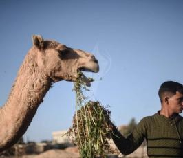 حياة البادية من جنوب قطاع غزة (10).jpeg
