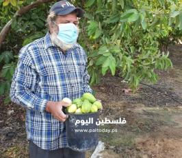 جوافة6.jpg